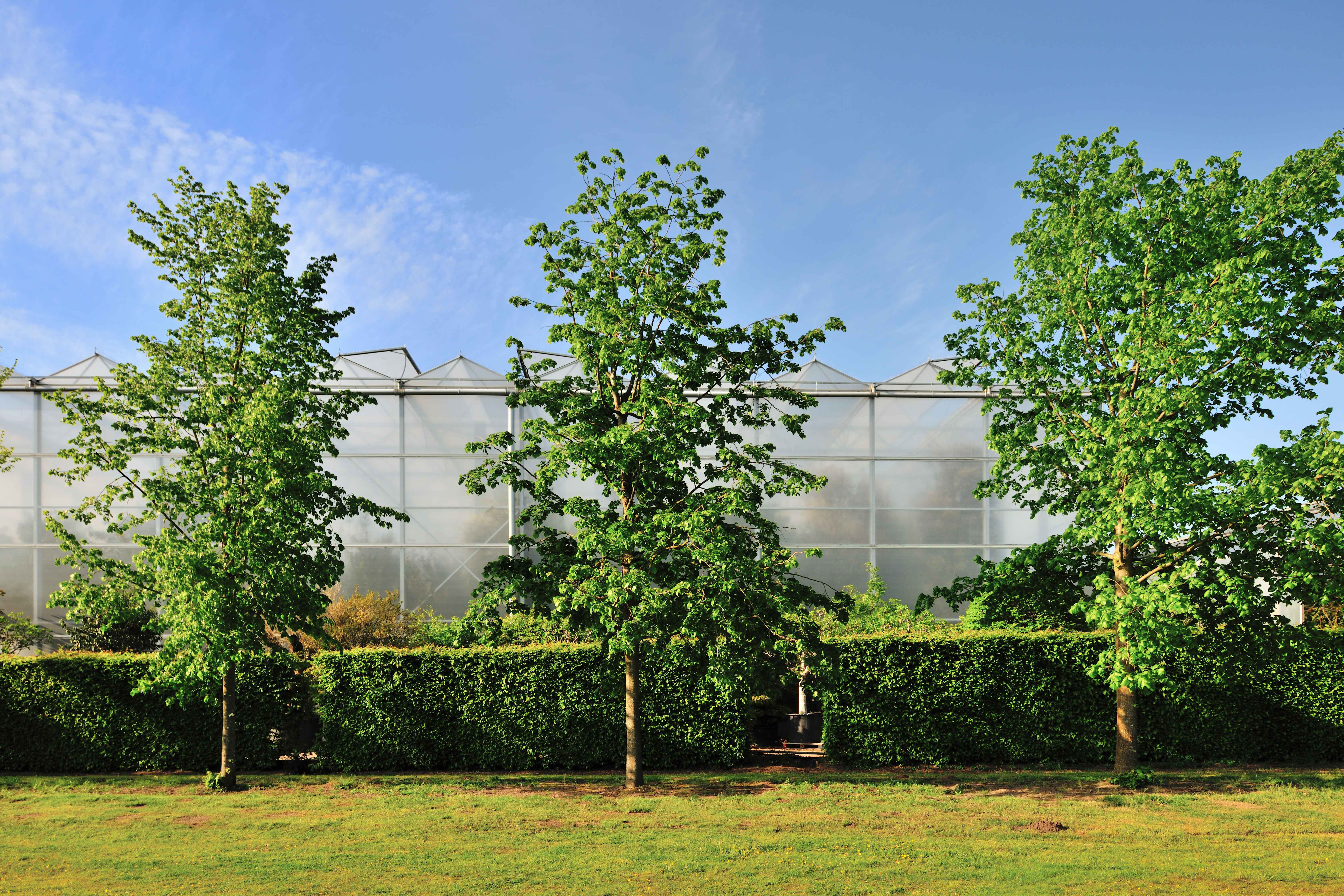 Plant Nurseries - how urban landscaping is born Plant Nurseries - how urban landscaping is born